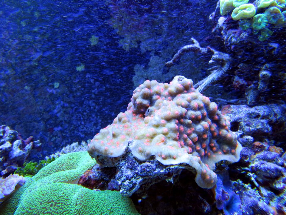 Underwater creatures in the sea beauty