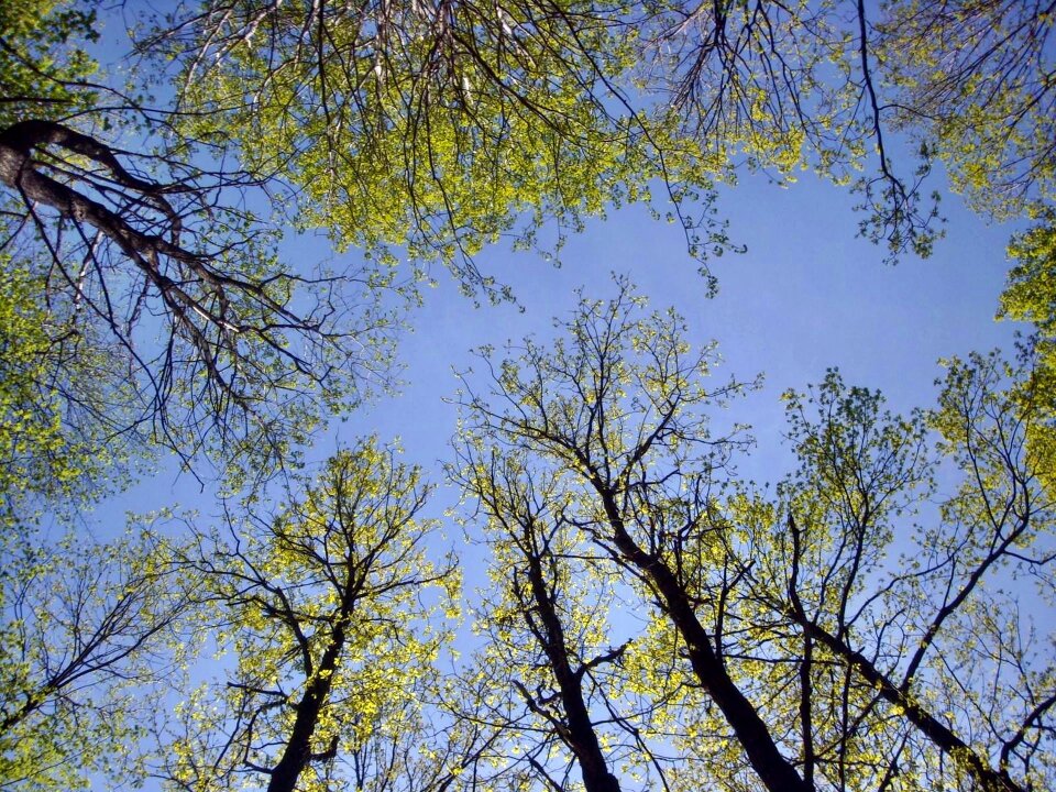Sky forest krone