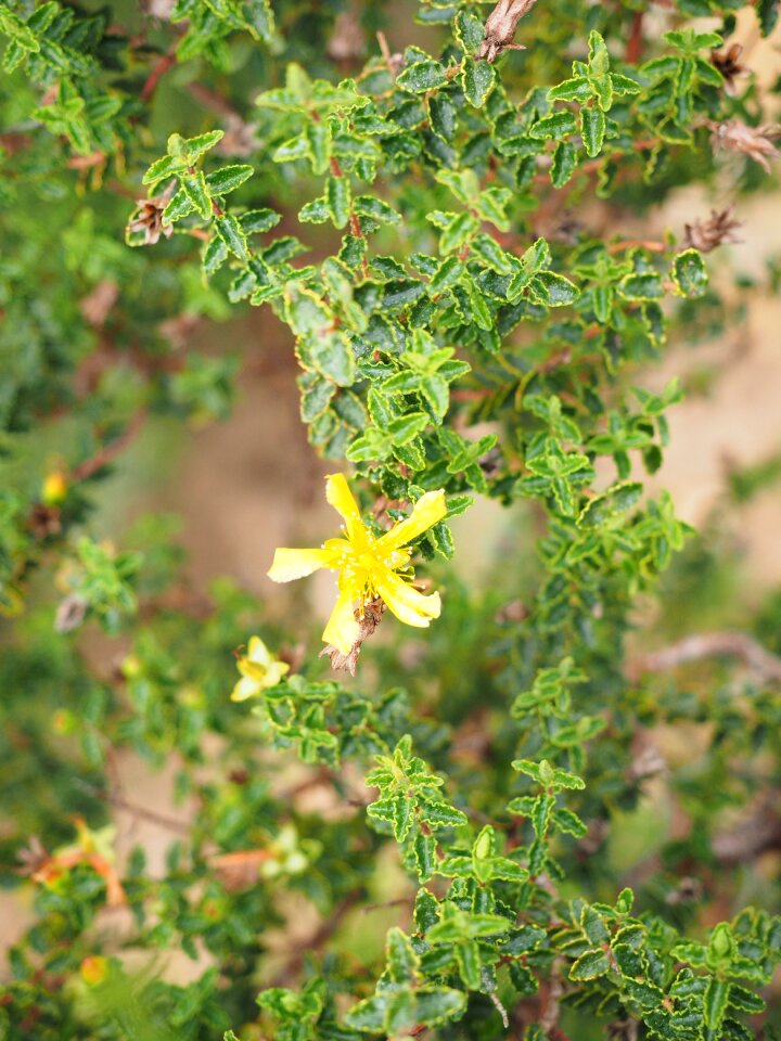 Yellow leaves jagged