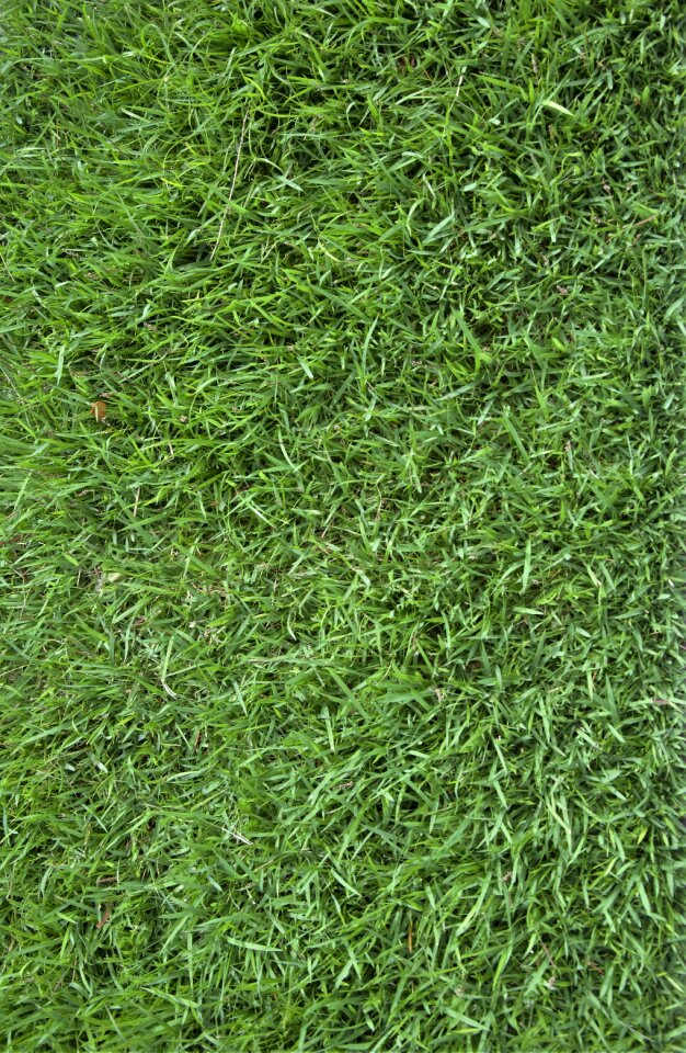 Texture background green grass
