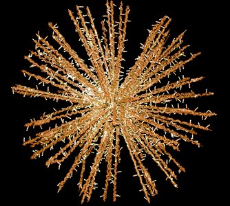 Star lighting poinsettia