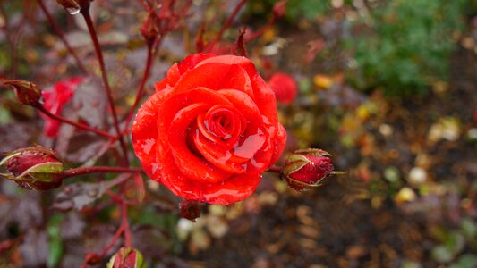 Red rain winter