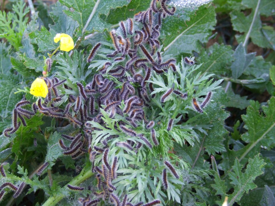 Foliage flowers insects