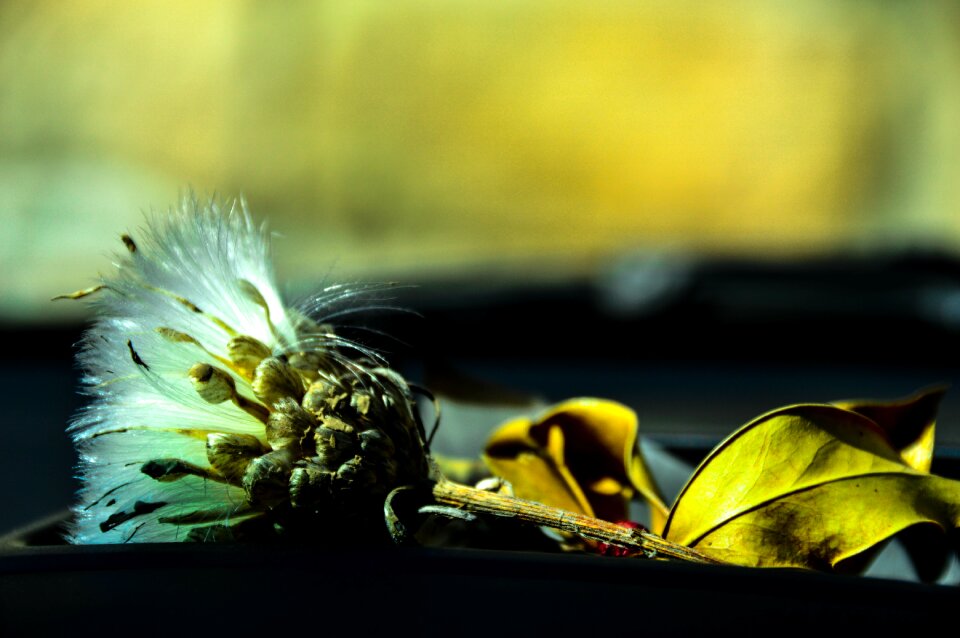 Thistle autumn winter