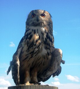 Bird of prey raptor animal