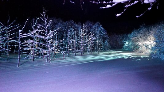 Blue wood forest