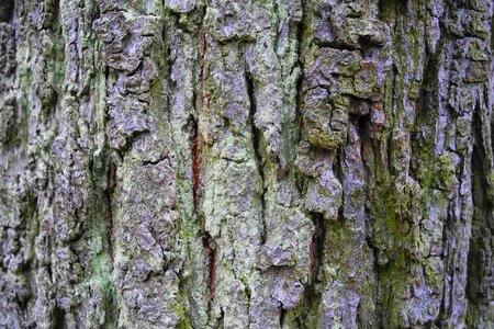 Wood tree bark strain photo