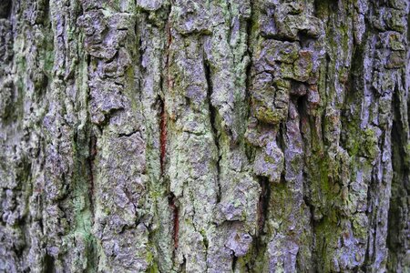 Wood tree bark strain