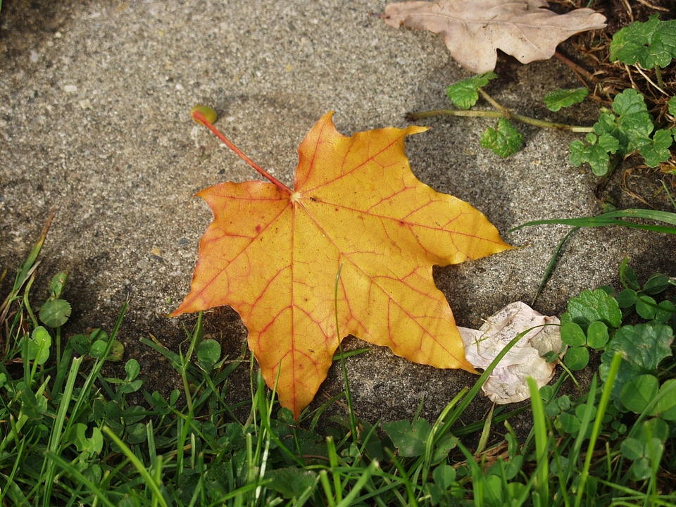 Autumn leaf plant