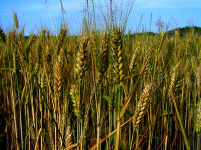 Wheat ear greenish-yellow cereal crop