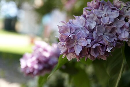 Blossom bloom ornamental shrub