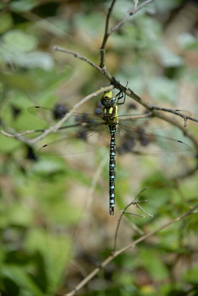 Nature branch flight insect