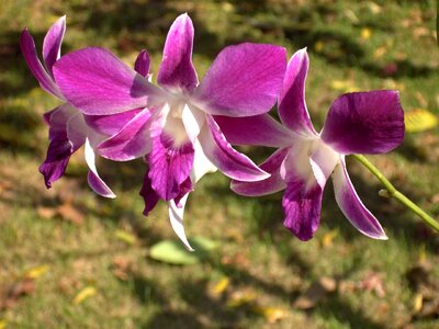 Flower wild orchid thailand photo