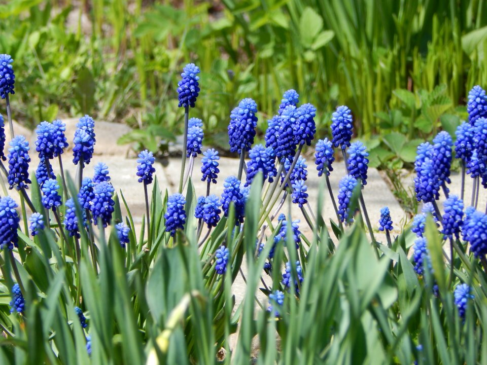 Plant muscari living nature