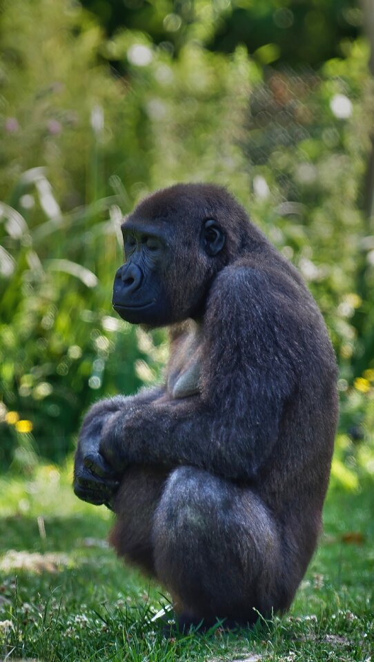 Gorilla pregnancy zen