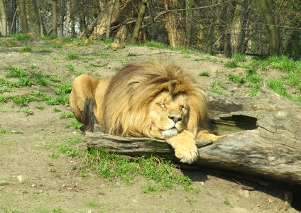 Zoological garden nature mammal