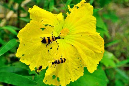 Flower spanish fly luffa cylindrica