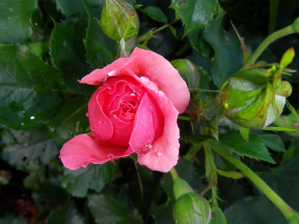 Drop of water rose bloom flower