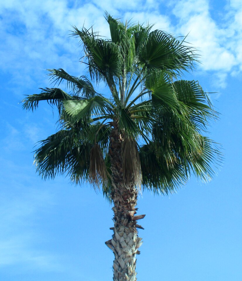 Beach landscape green