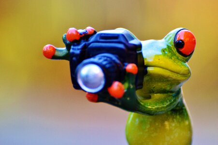 Camera fun animal