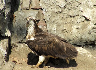 Zoo nature wild birds