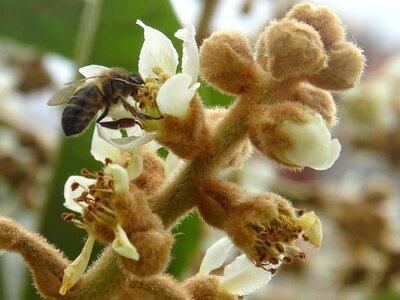 Insects macro honey bee photo