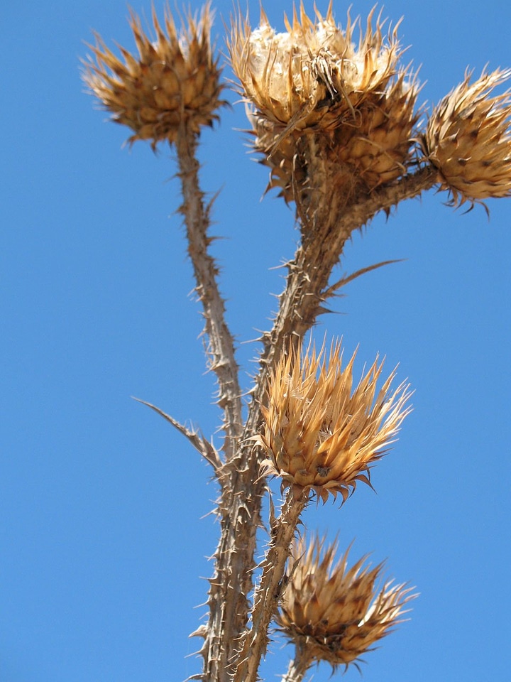 Thorns flower summer