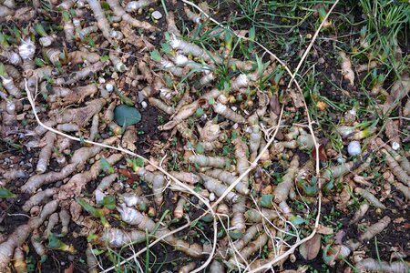 Nature ground root system