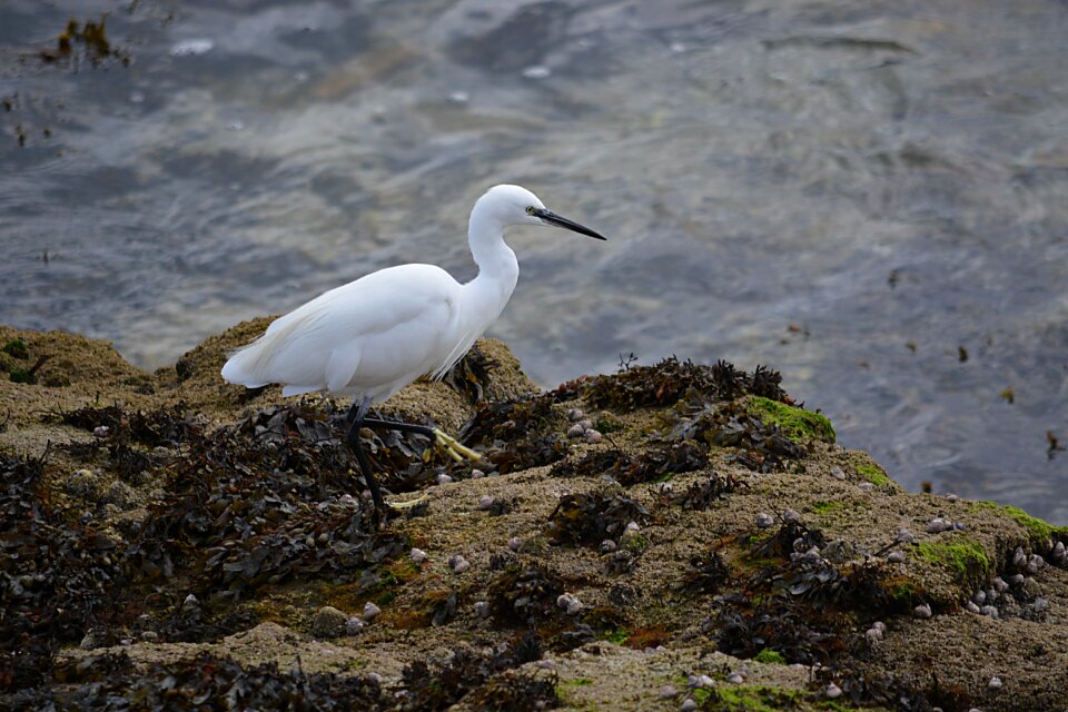Animals animal fauna