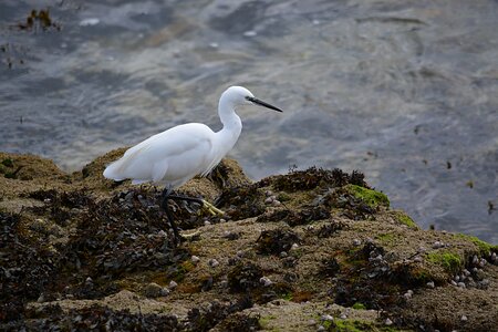 Animals animal fauna photo