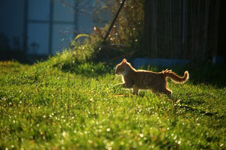 Cat baby young cat red cat