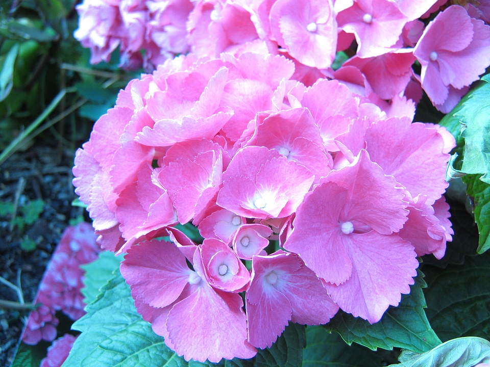 Bloom inflorescence pink
