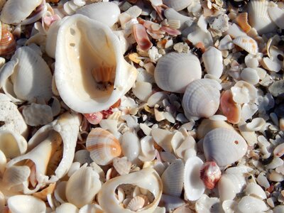 Sea shell sand vacation