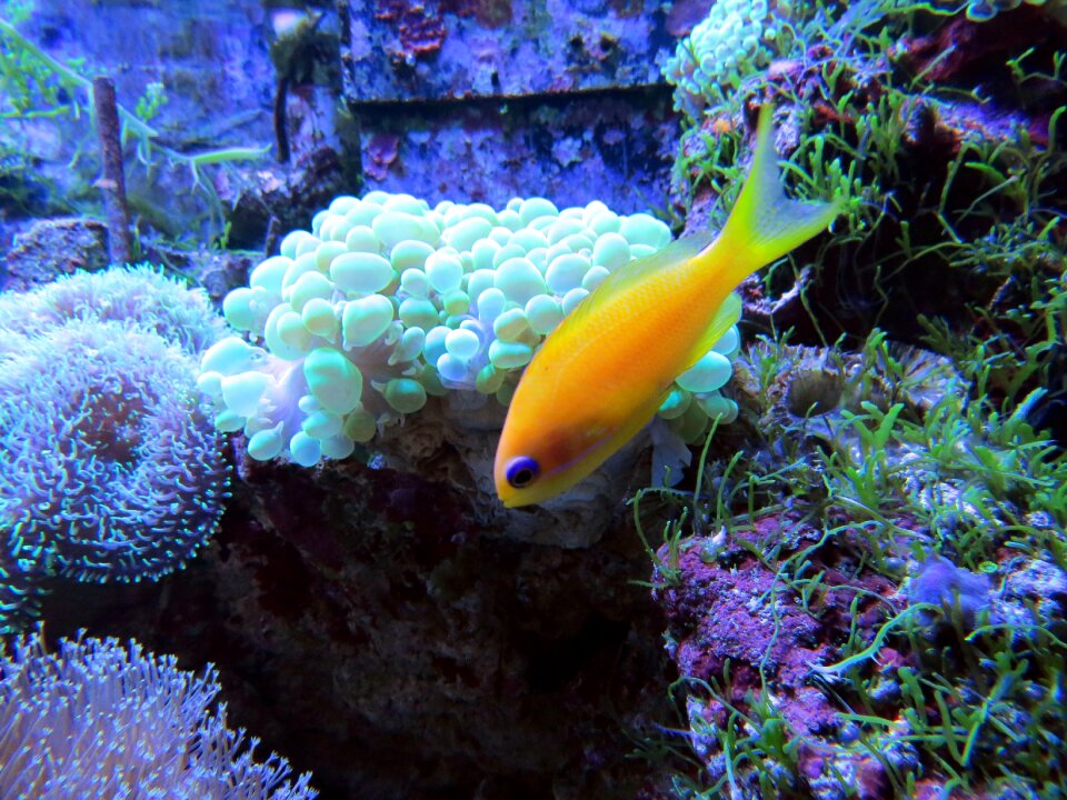 Underwater creatures in the sea beauty
