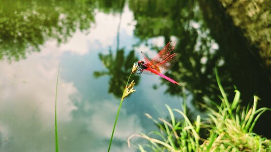 Nature wildlife macro