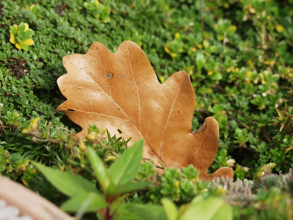 Nature autumn brown