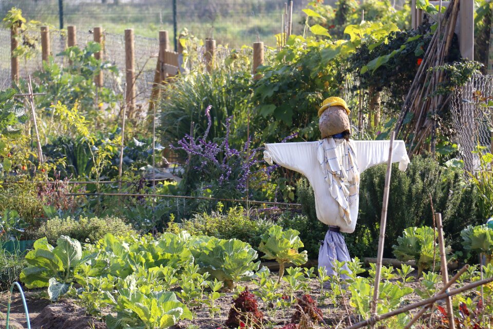Attention scarecrow loneliness