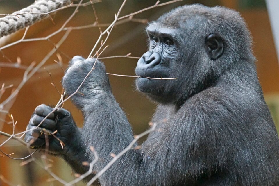 Gorilla lowland gorilla apes