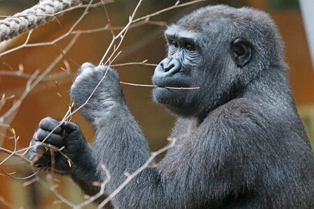 Gorilla lowland gorilla apes