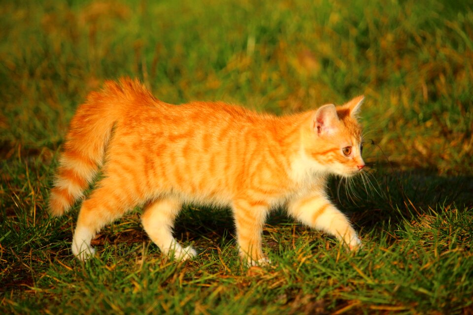 Red mackerel tabby young cat red cat