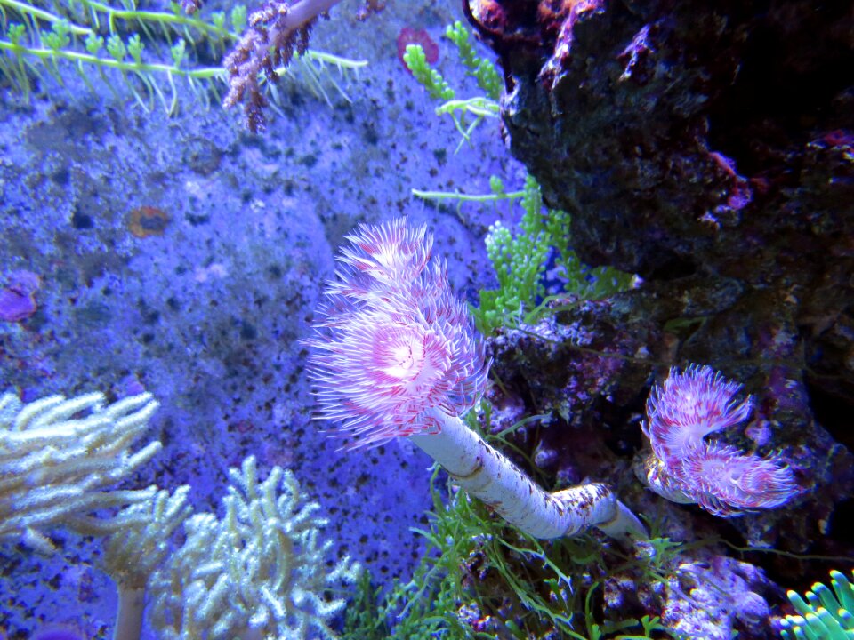 Coral reef in the sea beauty