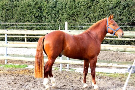 Frank mountain horse switzerland