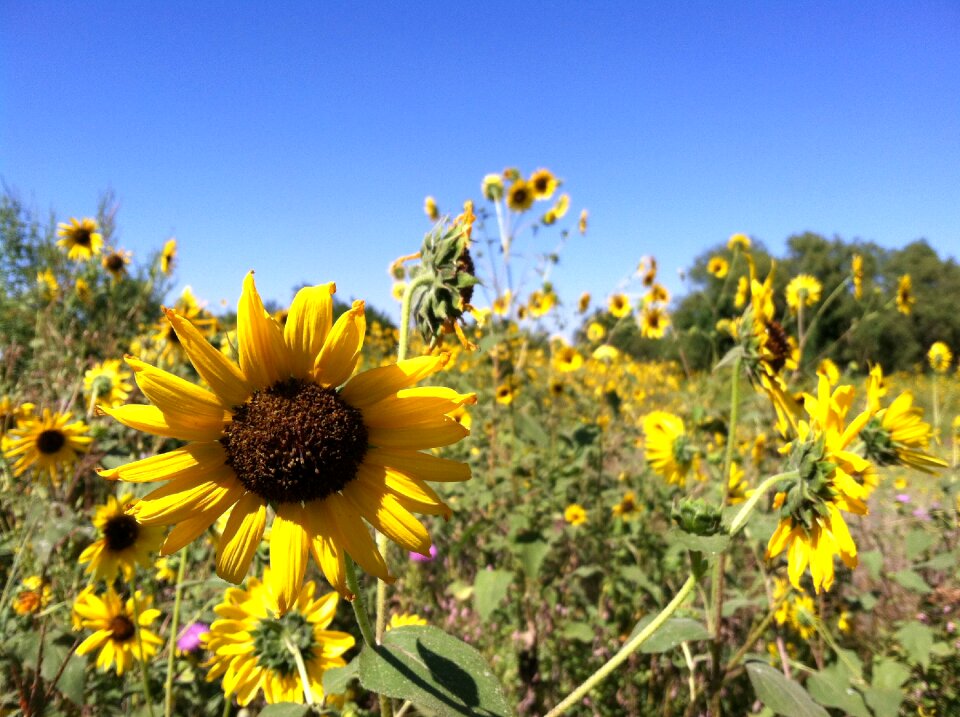 Blue sky field kansas