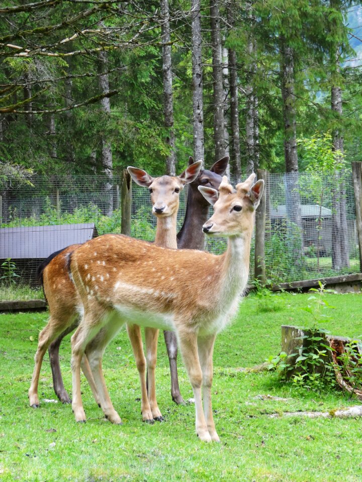 Forest nature fallow deer