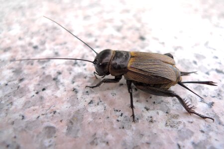 Acheta domestica brown ochre colours