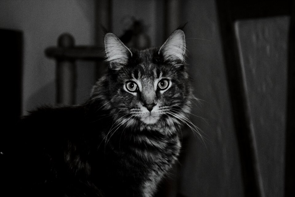 Cat black and white night