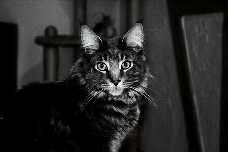 Cat black and white night photo