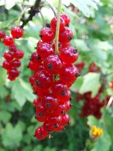 Fruit garden healthy