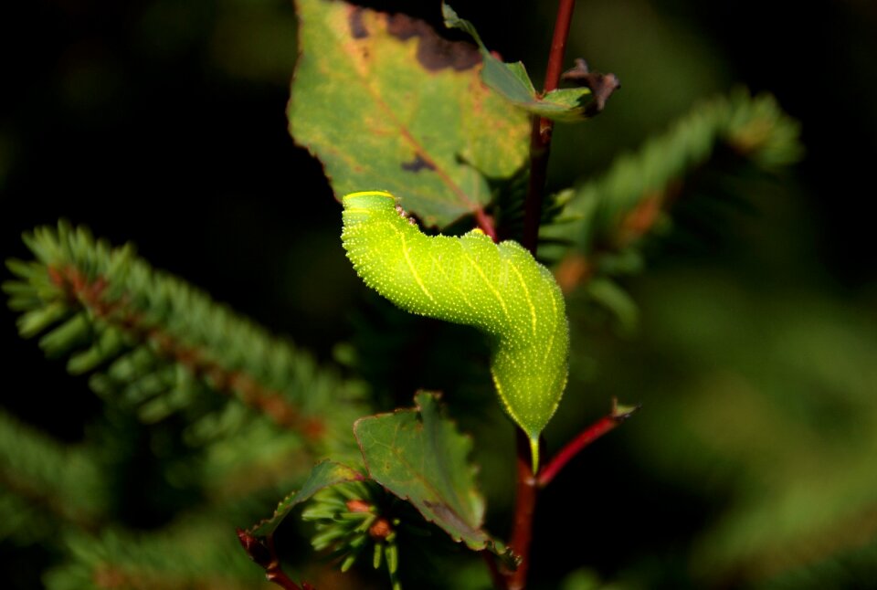Nature forest leaf