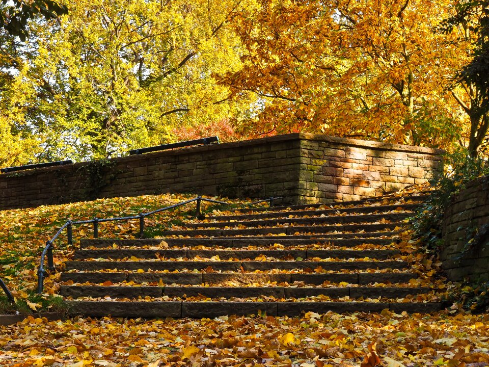 Fall foliage nature colors of autumn